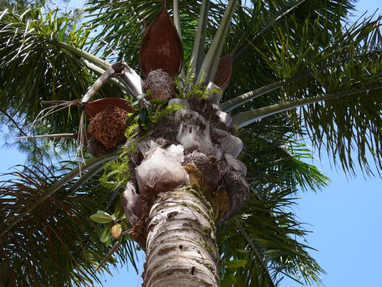Attalea (Attalea)