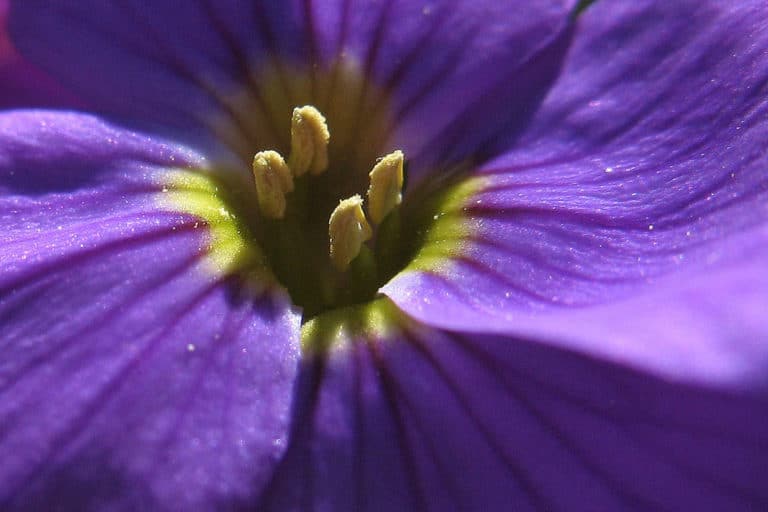 Aubriète (Aubrieta)