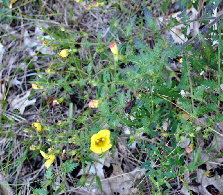 Aureolaria (Aureolaria)