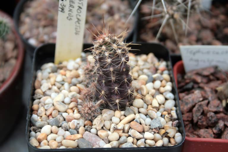 Austrocactus (Austrocactus)
