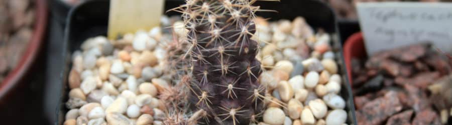 Austrocactus