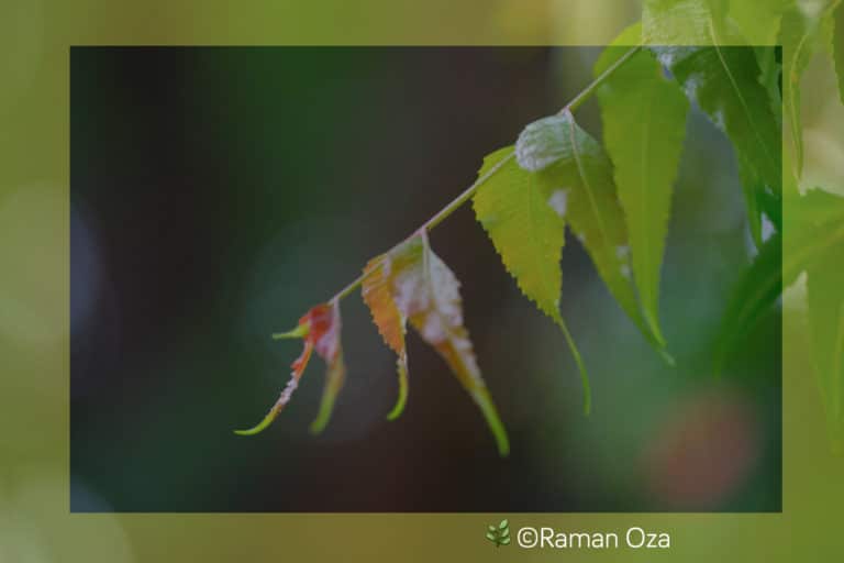 Azadirachta (Azadirachta)
