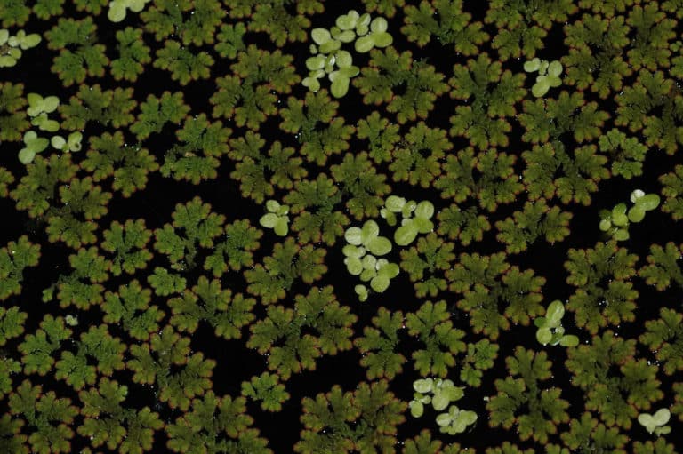 Azolla (Azolla)