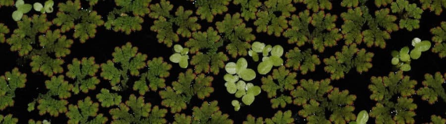 Azolla