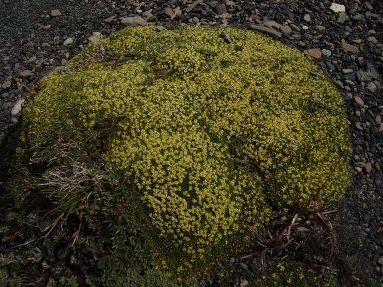 Azorelle (Azorella)
