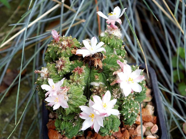 Aztekium (Aztekium)