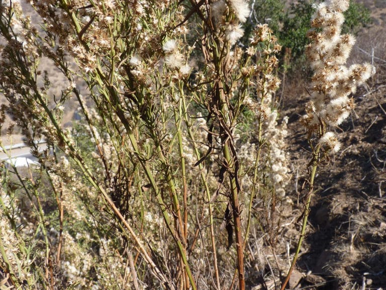 Bacchante (Baccharis)