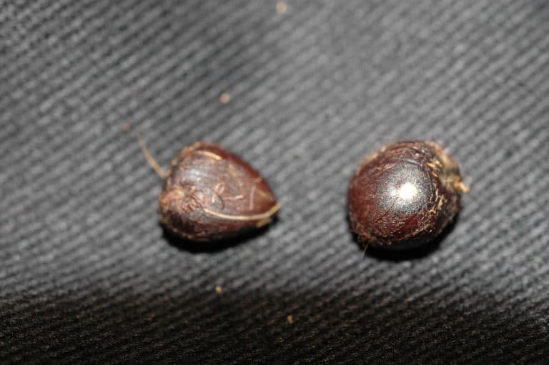 Bactris (Bactris)