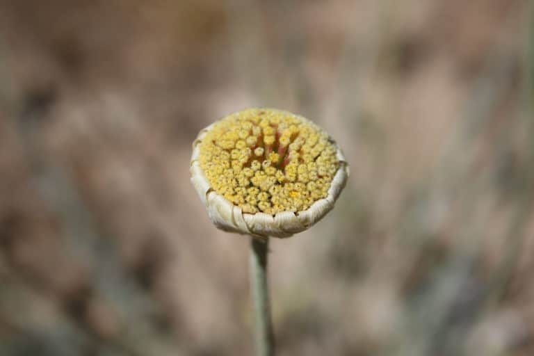 Baileya (Baileya)