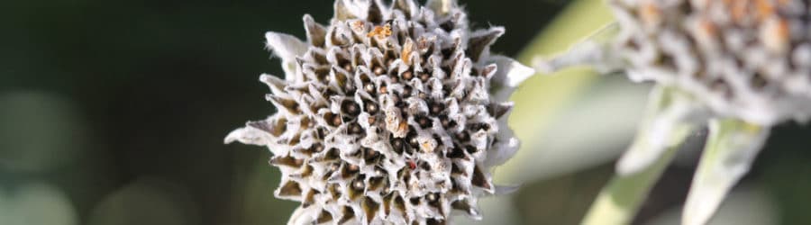 Balsamorhiza
