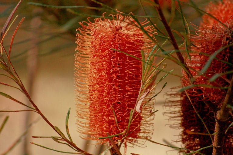 Banksia (Banksia)