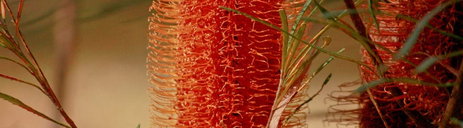 Banksia