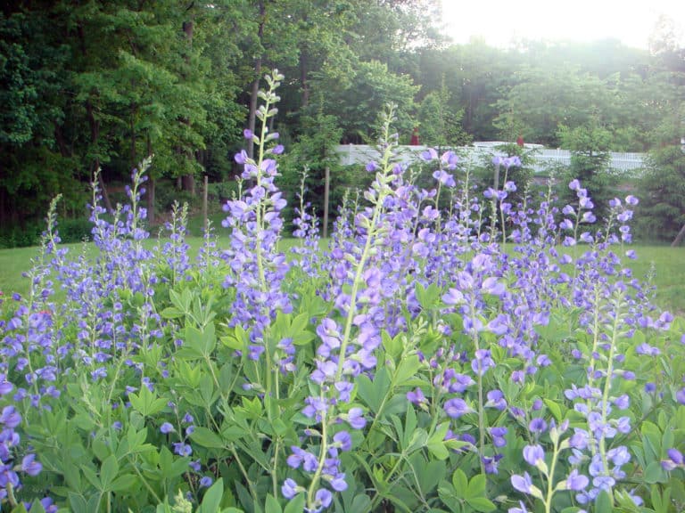 Baptisie (Baptisia)