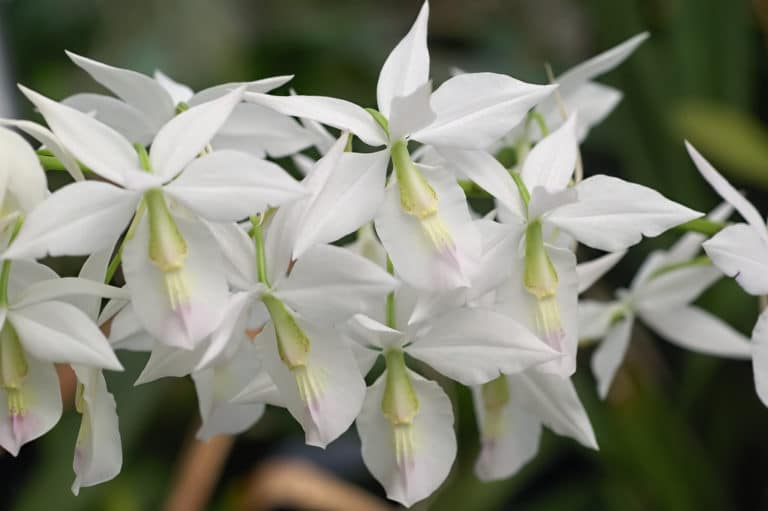 Barkeria (Barkeria)