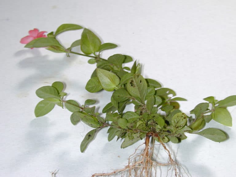 Barleria (Barleria)