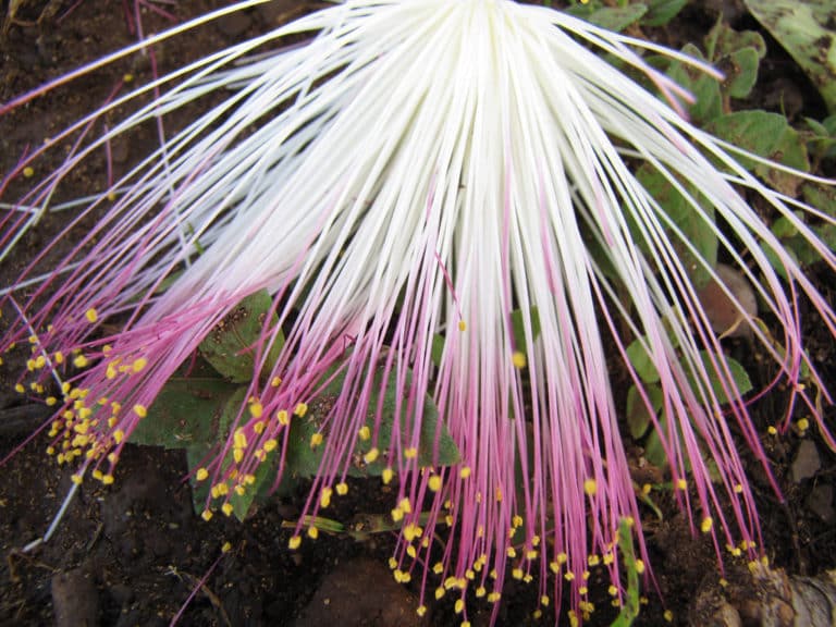 Barringtonia (Barringtonia)