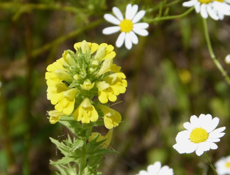 Bartsia (Bartsia)