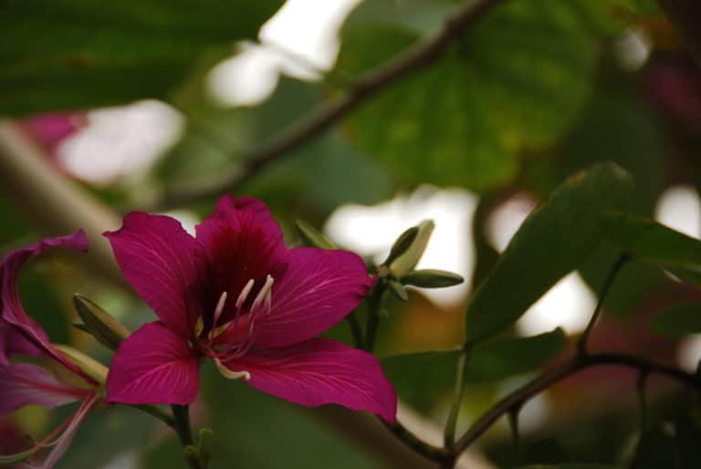 Bauhinia (Bauhinia)