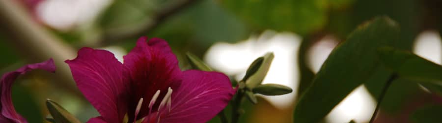 Bauhinia