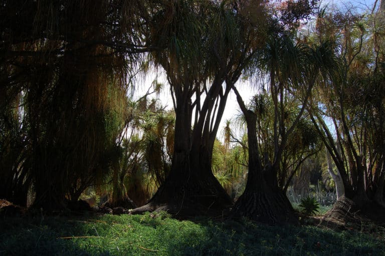 Beaucarnéa (Beaucarnea)