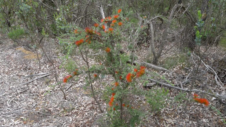 Beaufortia (Beaufortia)
