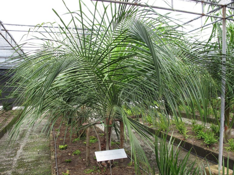 Beccariophoenix (Beccariophoenix)