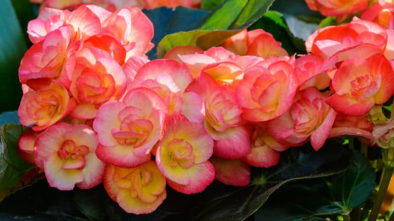 Bégonia (Begonia)