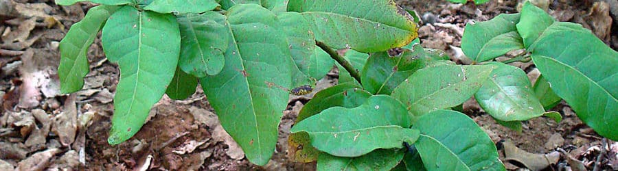 Beilschmiedia Entretien, Plantation et Culture Conservation Nature