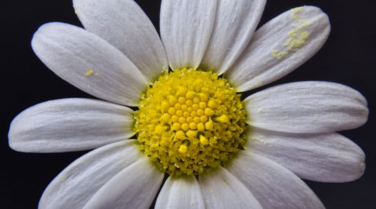 Bellis (Bellis)