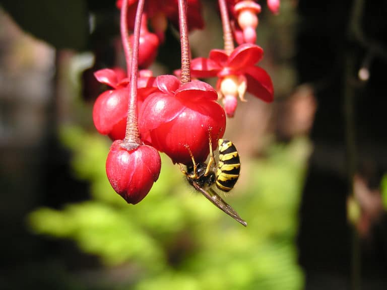 Berberidopsis (Berberidopsis)