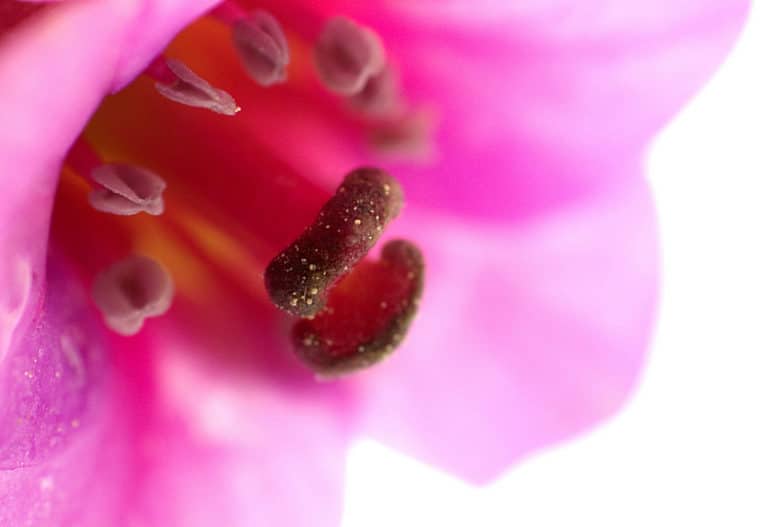 Bergénie (Bergenia)