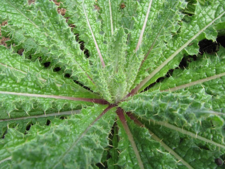Berkheya (Berkheya)