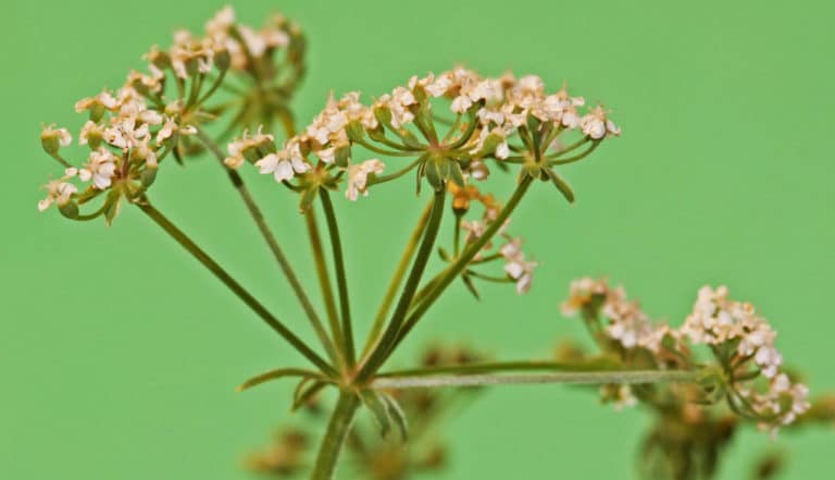 Berula (Berula)