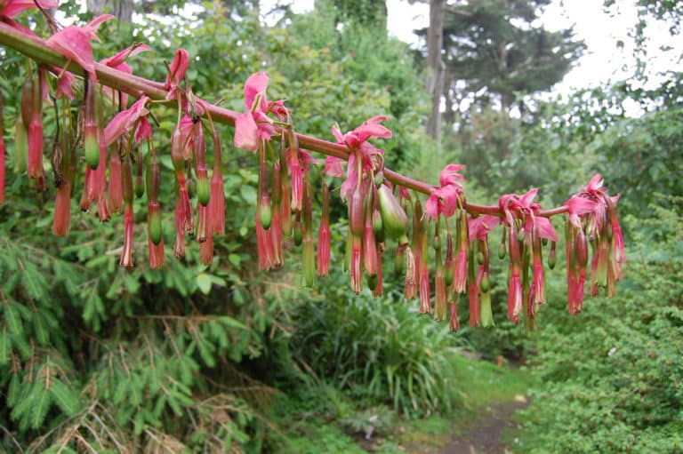 Beschorneria (Beschorneria)