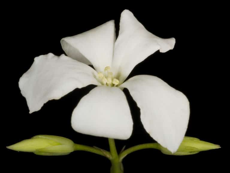 Billardiera (Billardiera)