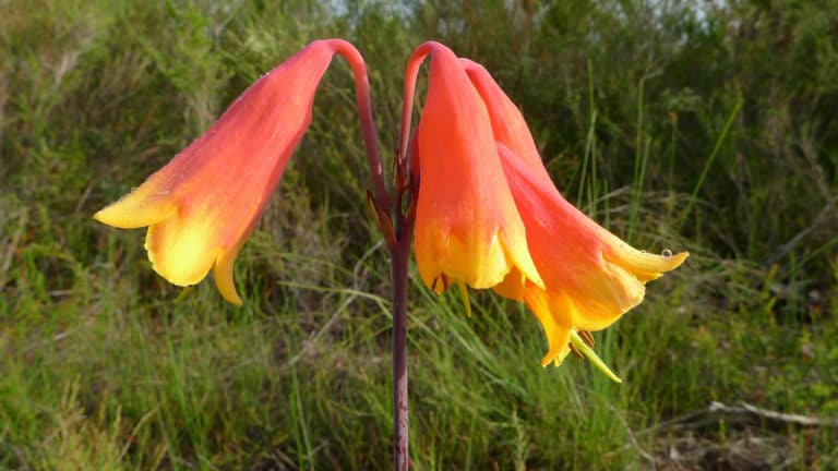 Blandfordia (Blandfordia)