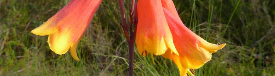 Blandfordia