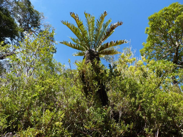 Blechnum (Blechnum)