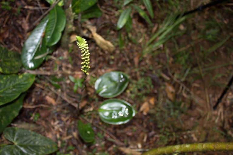 Bletia (Bletia)