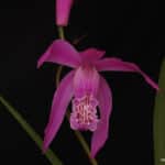 Bletilla