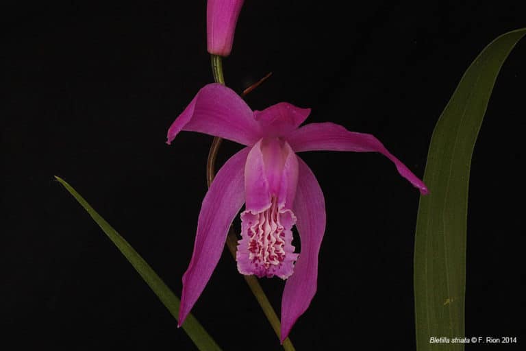Bletilla (Bletilla)