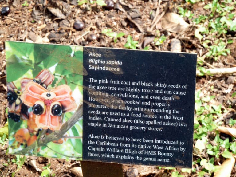 Blighia (Blighia)