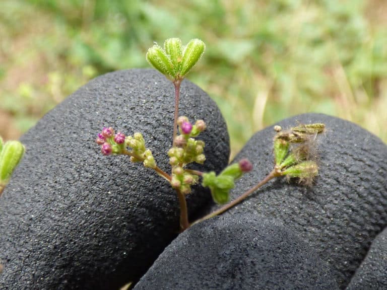 Boerhavia (Boerhavia)