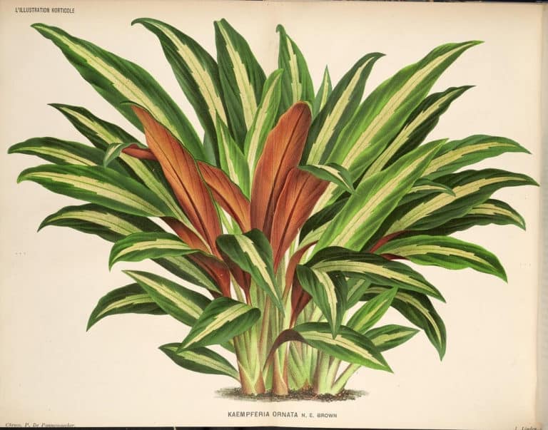 Boesenbergia (Boesenbergia)