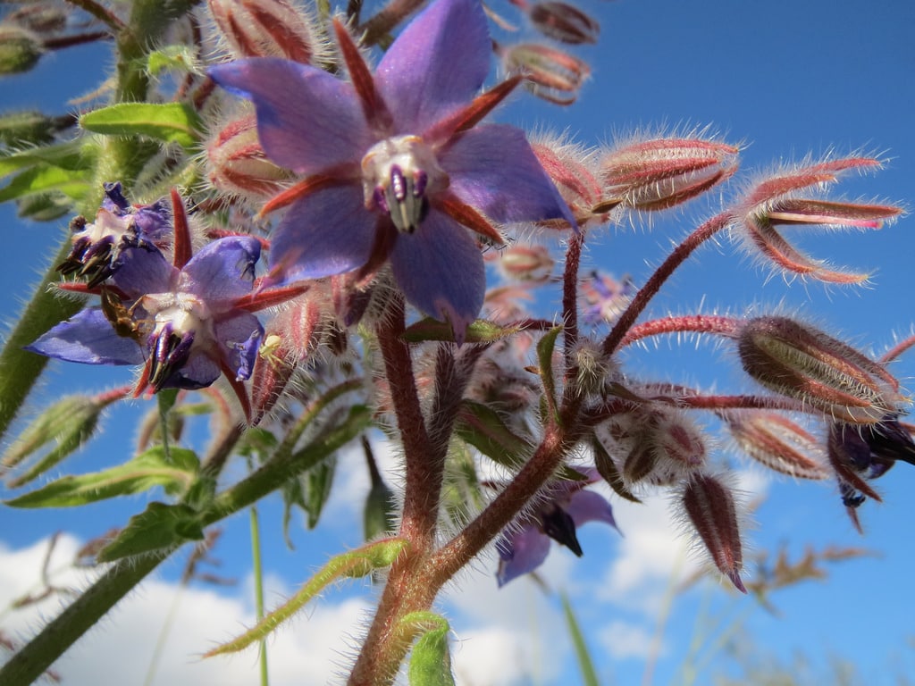 Bourrache (Borago)