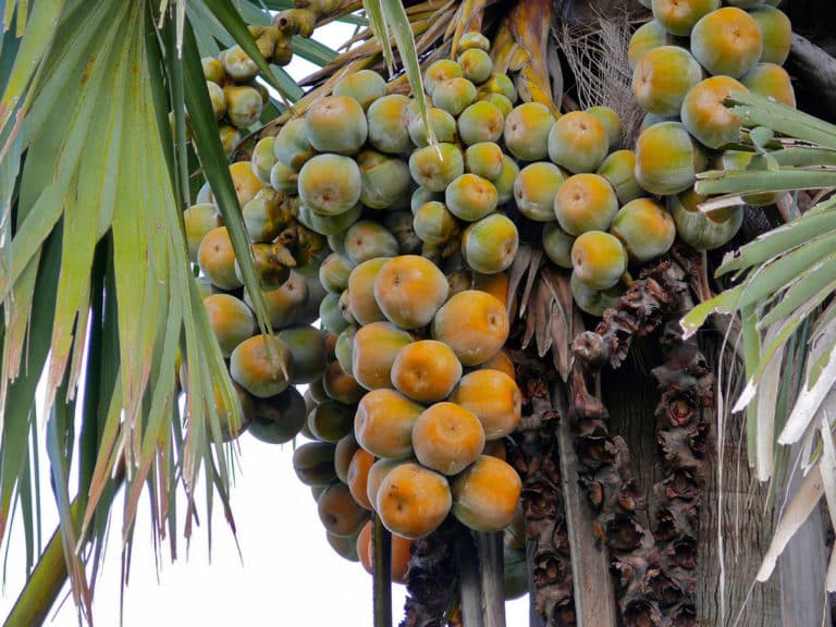 Borasse (Borassus)
