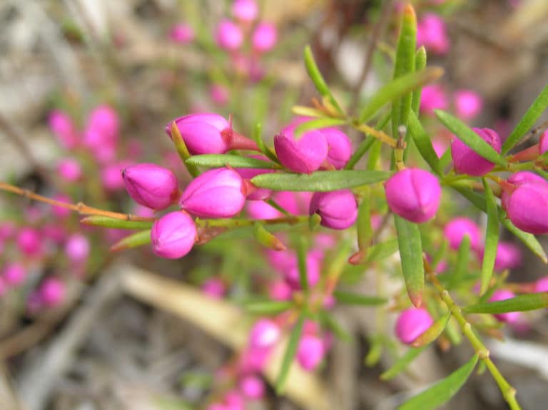 Boronia (Boronia)