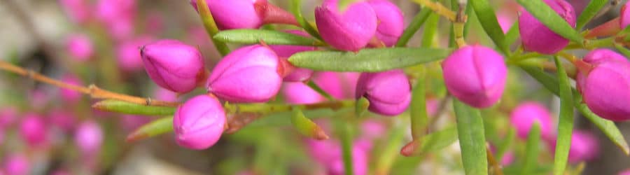 Boronia