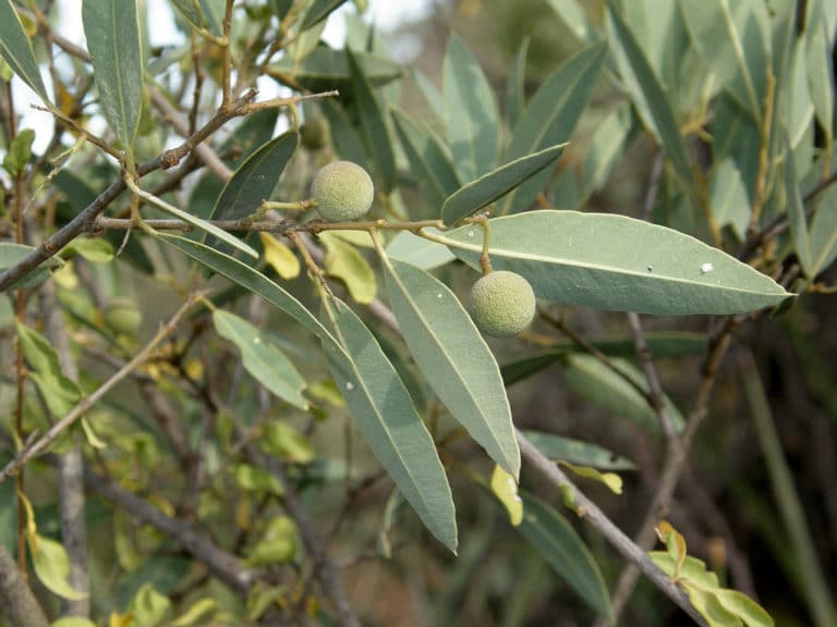Boscia (Boscia)