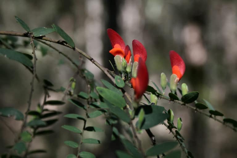 Bossiaea (Bossiaea)